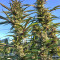 Strawberry Banana feminized seeds