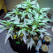 Super Mazar Seeds