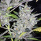 Wedding Cake Auto feminized seeds (Original Sensible Seeds)