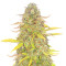 Acid Rain Autoflower Feminized Seeds (Easy Grow Seeds)