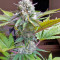 Atomical Haze feminized seeds
