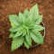 Blue Angel cannabis strain