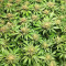 Blue Dream (Herbies Seeds)