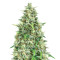 Bubblegum Autoflower (Herbies Seeds)