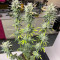 Graines de cannabis Chem OG (Female Seeds)