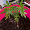 Sementes Feminizadas Auto Critical Orange Punch (Dutch Passion)