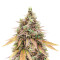 Fruit Salad strain