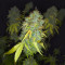Ghost Train Haze เมล็ดพันธุ์สตรี (Seedkeepers)