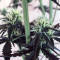Semi femminizzati Girl Scout Cookies Auto (Auto Seeds)