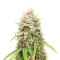GMO (Herbies Seeds)