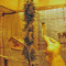 Himalaya Gold Seeds