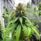 Sementes Feminizadas de Jack Herer (Seedkeepers)