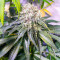 เมล็ด Lemon OG (AlphaFem Seeds)