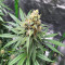 Purple Haze (Herbies Seeds)