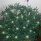 LSD Seeds - Cannabis Strain Seeds for Sale