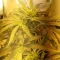 West Coast O.G. Seeds
