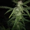 West Coast O.G. Seeds