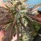 Eleven Roses Seeds (Delicious Seeds) - Cannabis Strain Seeds for Sale