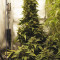 Compre sementes feminizadas CBD Auto 20: 1 da Fast Buds