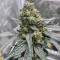 Runtz Muffin Seeds (Barney’s Farm)