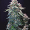 Black Ghost OG fem: seeds for sale, strain information and customer reviews