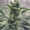 Original Auto Sour Diesel fem: sementes para venda, informações de cepas e avaliações de clientes