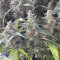 Sementes de maconha fem da Auto Northern Lights Original para venda