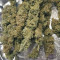 Runtz Gum Seeds - Cannabis Strain Seeds for Sale
