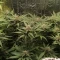 Californian Snow auto: feminized seeds for sale, strain information and customer reviews