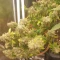 Damn Sour Seeds - Cannabis Strain Seeds for Sale