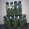 Big Bang Seeds