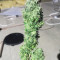 Acquista semi femminizzati Royal Gorilla di Royal Queen Seeds