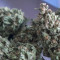 Acquista i semi femminizzati Original Trainwreck Auto di Fast Buds