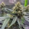 Original Auto Amnesia Haze Seeds