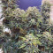 Vente de graines de cannabis Blueberry Cheese Auto (aka Blue Cheese Auto) (Barney's Farm)
