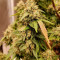 Comprar Grandaddy Purple (GDP) no Brasil