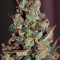 Purple Haze Seeds - Cannabis Strain Seeds for Sale