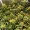 Blue Dream’matic Seeds - Cannabis Strain Seeds for Sale