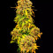Compre sementes feminizadas CBD Auto 20: 1 da Fast Buds