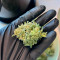 Achetez des graines féminisées Cherry Cola Auto par Fast Buds