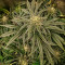 Purple Punch Seeds - Cannabis Strain Seeds for Sale
