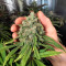 Compre sementes feminizadas White Widow da Royal Queen Seeds