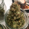 Auto AK XXL Seeds - Cannabis Strain Seeds for Sale