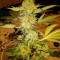 Venta de Green Crack (Humboldt Seeds Organization) | Semillas de marihuana feminizadas