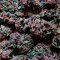 Black Cream Auto feminized seeds for sale: information and reviews
