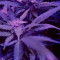 Bruce Banner Auto (Herbies Seeds)