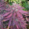 GH Cheese Seeds From Green House Seeds