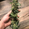 Blue Gelato 41 | Strain Information | Seeds For Sale | Reviews
