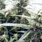Buy Auto Brooklyn Sunrise feminized seeds by Dutch Passion