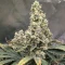 Apple & Bananask Seeds